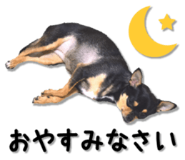 Funny Chihuahua sticker #13539458