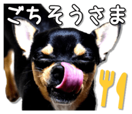 Funny Chihuahua sticker #13539460