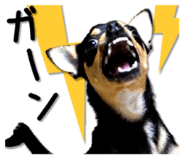 Funny Chihuahua sticker #13539463