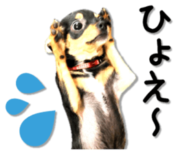 Funny Chihuahua sticker #13539464