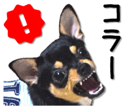Funny Chihuahua sticker #13539468