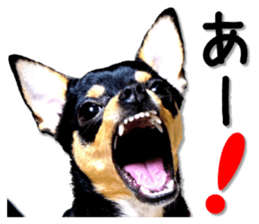 Funny Chihuahua sticker #13539469