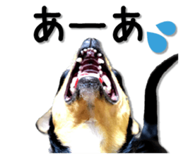 Funny Chihuahua sticker #13539471