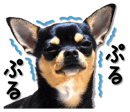 Funny Chihuahua sticker #13539472