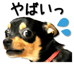 Funny Chihuahua sticker #13539473