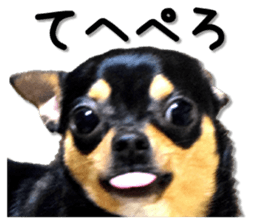 Funny Chihuahua sticker #13539474