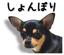 Funny Chihuahua sticker #13539475