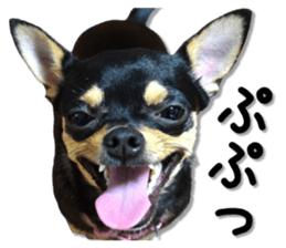 Funny Chihuahua sticker #13539476