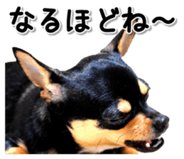 Funny Chihuahua sticker #13539477