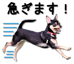 Funny Chihuahua sticker #13539480