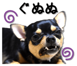 Funny Chihuahua sticker #13539481