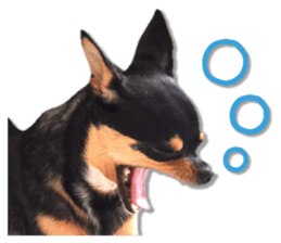 Funny Chihuahua sticker #13539483