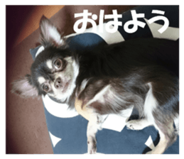 Realistic dog 1 sticker #13541310