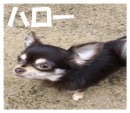 Realistic dog 1 sticker #13541313