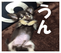 Realistic dog 1 sticker #13541316