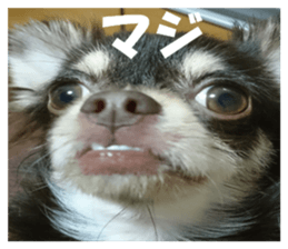 Realistic dog 1 sticker #13541324