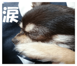 Realistic dog 1 sticker #13541328