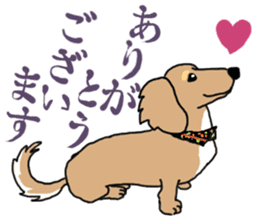 Miniature Dachshund COOKIE sticker #13541919