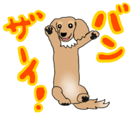 Miniature Dachshund COOKIE sticker #13541926