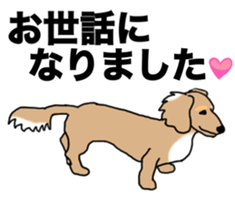 Miniature Dachshund COOKIE sticker #13541929