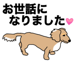 Miniature Dachshund COOKIE sticker #13541929