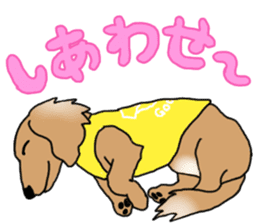 Miniature Dachshund COOKIE sticker #13541933