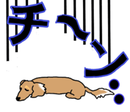 Miniature Dachshund COOKIE sticker #13541934