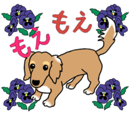 Miniature Dachshund COOKIE sticker #13541940