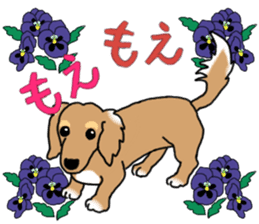 Miniature Dachshund COOKIE sticker #13541940