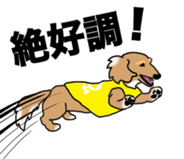 Miniature Dachshund COOKIE sticker #13541942