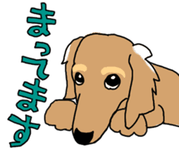 Miniature Dachshund COOKIE sticker #13541943