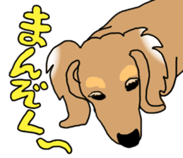 Miniature Dachshund COOKIE sticker #13541947