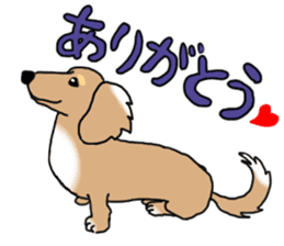 Miniature Dachshund COOKIE sticker #13541950