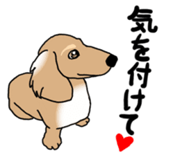 Miniature Dachshund COOKIE sticker #13541952