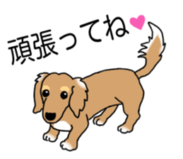Miniature Dachshund COOKIE sticker #13541953