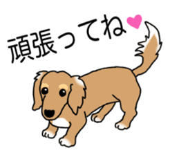 Miniature Dachshund COOKIE sticker #13541953