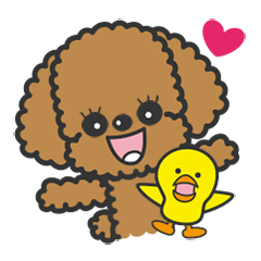 Toypoodle tomboy Coco