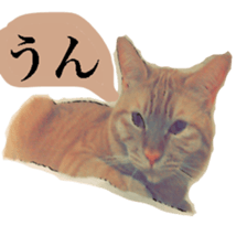 Cat's dialogue sticker #13544742