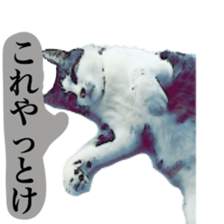 Cat's dialogue sticker #13544743