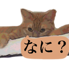 Cat's dialogue sticker #13544744
