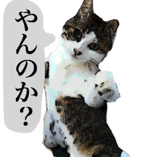 Cat's dialogue sticker #13544745