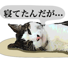 Cat's dialogue sticker #13544746