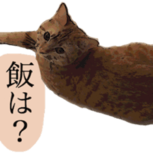 Cat's dialogue sticker #13544747