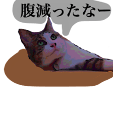 Cat's dialogue sticker #13544748