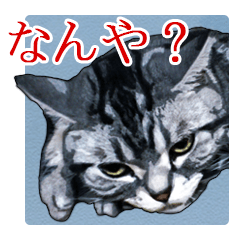 John is the cat of someone's home