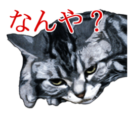 John is the cat of someone's home sticker #13545142