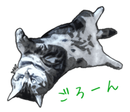 John is the cat of someone's home sticker #13545143