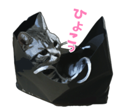 John is the cat of someone's home sticker #13545144