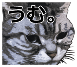 John is the cat of someone's home sticker #13545145