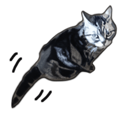 John is the cat of someone's home sticker #13545149